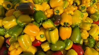 शिमला मिर्च की तुड़ाई colour capsicum harvesting sweet paper harvesting