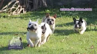 Canil Direnna - Bulldog franc&ecirc;s