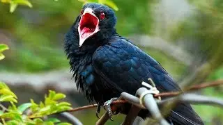 koel bird voice || Asian Koel Singing