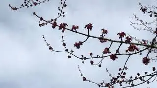 My Broadcast