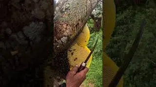 Fresh #arispurwadi #nature #honeybeedance #bee #honeybeesting #honey #climbing