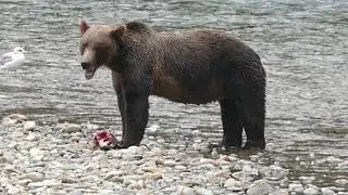 Grizzlies of Bute Inlet