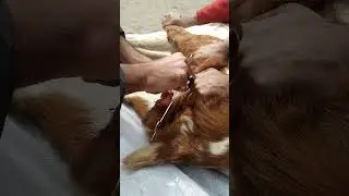 #castration #Testormy#khasi  krny ka Tareka