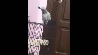 ببغاء كاسكو يتكلم ويصفر
