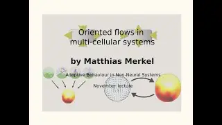 AdaBioSys Lectures - Oriented flows in multi-cellular systems by Matthias Merkel