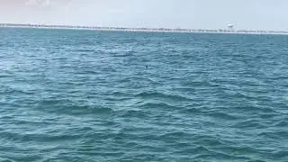 Dolphin Sighting from Screamer Boat Ride in Ocean City New Jersey