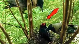 Crow is a very clever bird @BirdsofNature107