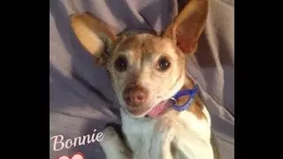 Bonnie, Mini Fox Terrier has been adopted from Dog Rescue Newcastle