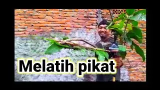 melatih pikat perkutut #merbok #perkututlokal #suaraperkutut #perkututindonesia
