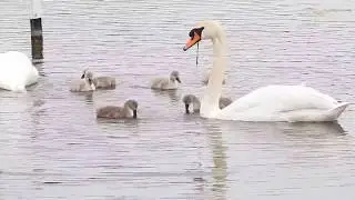 Mute Swan feeding Cygnets