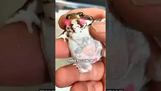 Frog egg hatch into strange things #shortvideo #animals #cute #funny #frog