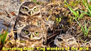 Burrowing Owls: The Tiny Wonders of the Wild | burrowing owl facts