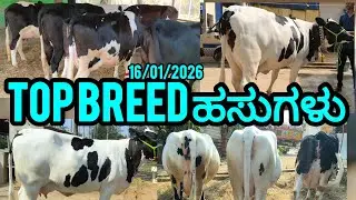 Top breed HF cows sale/ ಹಸು ಖರೀದಿಗೆ ಒಂದೇ ದಿನ 300ಕ್ಕೂ ಹೆಚ್ಚು ಜನ ಭೇಟಿ 