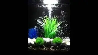 Biorb Life 30 newly set up