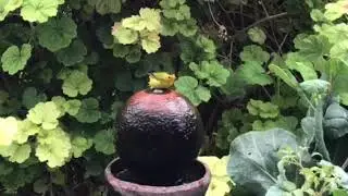Wilson&rsquo;s Warbler takes a bath bird watching in Southern California