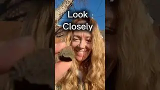 Stop and Notice This 🐿️✨ #coherence