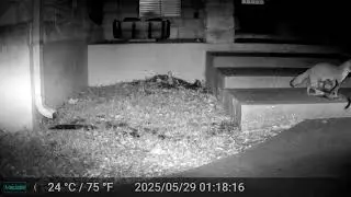 Now there are four baby foxes!