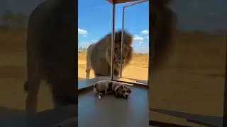 🦁সীমাবদ্ধতা 😂🤣 #lion #vs #dog #extreme #trendingshorts #viral #viralvideo #adventure #wow