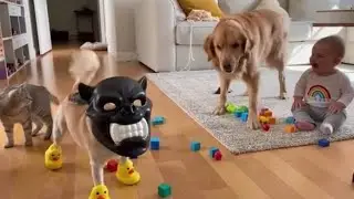 Cute Tidy Chihuahua vs Patient Golden Retriever 😂🐶