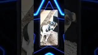 PERRITA ELECTR&Oacute;NICA #musica #music #dj #reggaeton #remix #christmas #bichonmaltes #petowner #dog