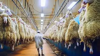 Excellent Lamb Processing Factory and Lamb Products | Food Factory