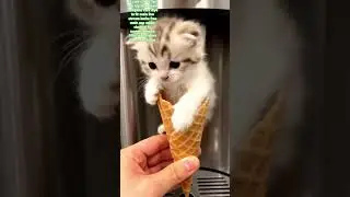 cute cat video edit from cap cut #kpop #edit #ive #cute #Yves #heartbeat #pick #k pop lovers #k pop
