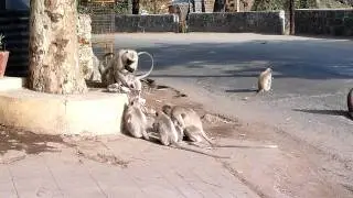 Monkeys of Mount Abu.MTS