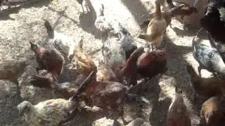 Qaib Hmong Chickens