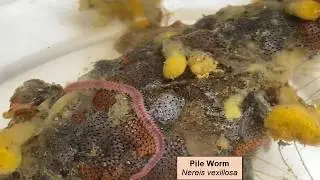 Piling worms: Polychaetes