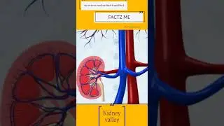 kidney valley Fact