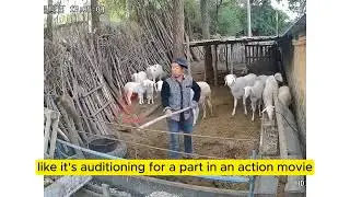 Funny Ram attack compilations | Funny Rams jab Owners | Funny Videos #rams #compilations