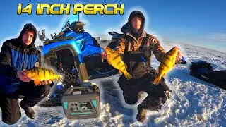 Catching MASSIVE North Dakota 14-inch Perch (Ice Fishing)