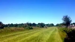 Percheron Horse Running