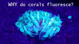 Fluorescent Dive and WHY Do Corals Fluoresce