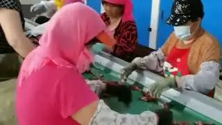 How an automatic chilli stem removing machine works？China dried chili processing factory