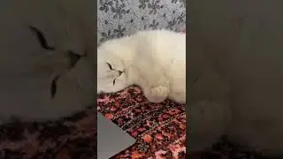 A white cat is dozing peacefully