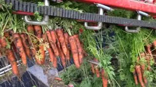 Gulrot opptaker / Carrot harvester Dewulf