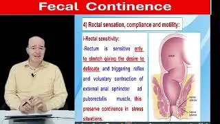 Fecal  continence   - defecation  reflex