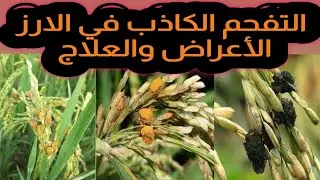 التفحم الكاذب في الارز الأعراض والعلاج حصريا علي قناة الزواوي الزراعية