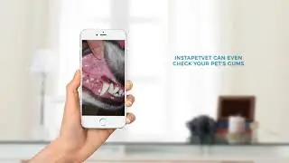 InstaPetVet FREE vet app for Dogs | Cats | Bird pet owners www.instapetvet.com