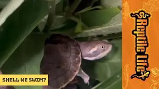Baby Turtles | Reptile Life Adelaide