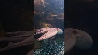 ​You won't believe this alien lives in the UK! 🐙🇬🇧