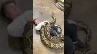 Giant Pythons From Different Perspectives 🐍 #shorts #animals #reptile #giant #python #snake #zoo
