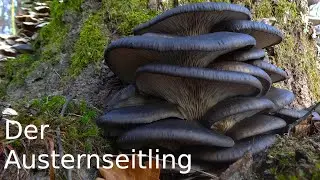Pilzportrait - Der Austernseitling