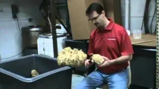 Brilliant Windows - The Process of Natural Sponges