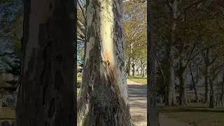 Platanus x hispanica - Londoon plane tree  Eva Monheim 2025 10 21 #trees #garden #landscape #foryou