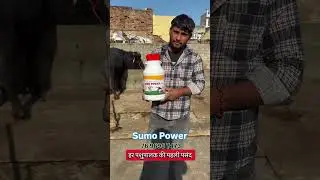 Sumo Power Calcium हर जगह चलेगा क्योकि इससे पूरा दूध बढ़ेगा  संपर्क करे  #buffalo #animallover