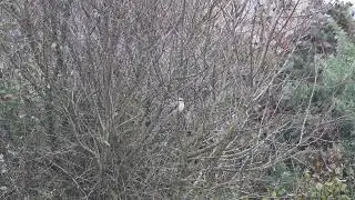 Daurian Shrike, Our Lady's Island, Co.Wexford, October 2025