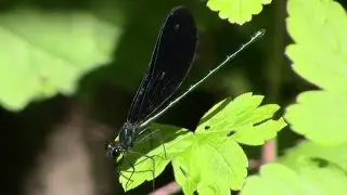 Ebony Jewelwing