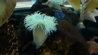 Giant Green Anemone (Anthopleura xanthogrammica)